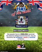 Paws of the World🏆
